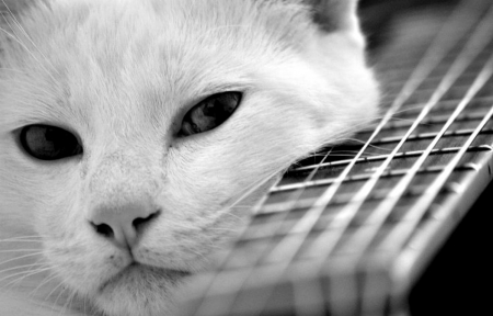 Cat and guitar - white, guitar, cat, animal, instrument, bw, black, pisica