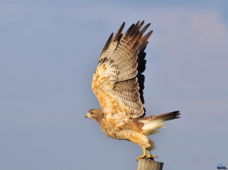 Soaring Falcon - take-off, wings, animal, falcon, bird