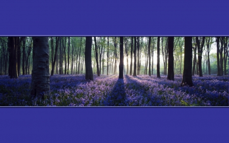 Lavender forest - spring, lavender, forest, nature