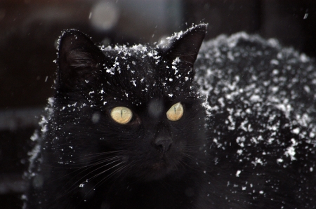 black cat - beautiful, cat, black, snow