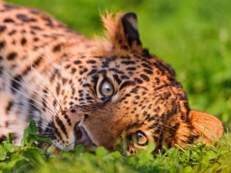 leopard closeup - laying, leopard, cats, big, wallpaper, grass