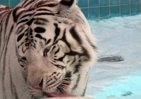 tiger up close - up, big, water, cats, close, tiger, licking