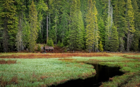 remote home - house, fun, trees, nature, forest, cool