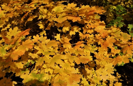 autumn leaves - leaves, autumn, trees, yellow