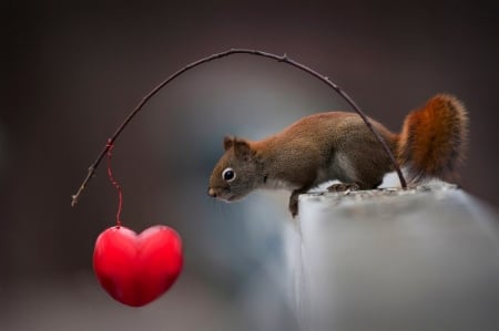 ♥ - cute, animal, squirrel, funny