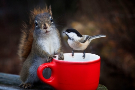 â™¥ - animal, funny, cute, squirrel