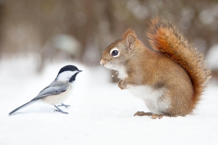 â™¥ - animal, funny, cute, squirrel