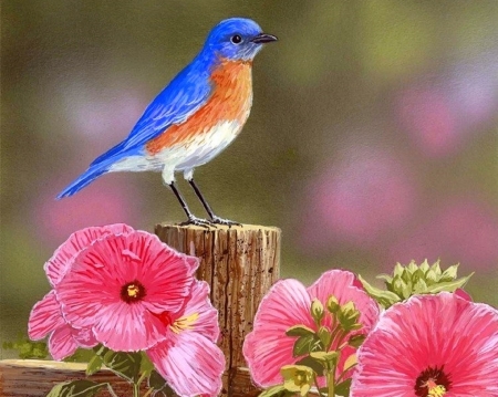 Bluebird with Hibiscus