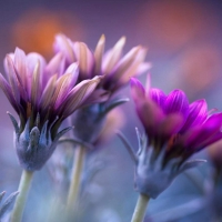 Dark Purple Flowers