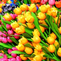 Colorful Tulips