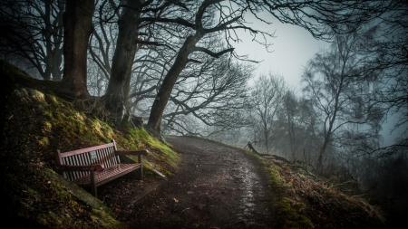 Forest Path - nature, bench, path, trees