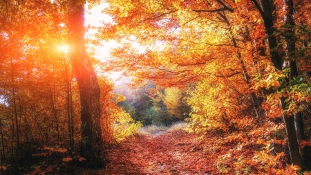 Beautiful Autumn - nature, sunshine, autumn, trees