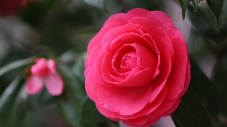 Camellia