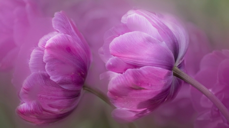 Lovely Flowers - flowers, petals, nature, bloom