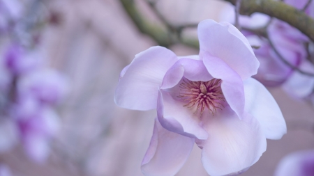 Beautiful Flowers - flowers, petals, nature, bloom