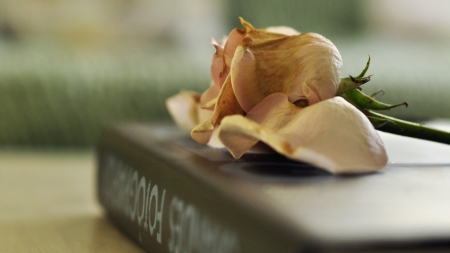 Old Rose - still life, book, rose, flower