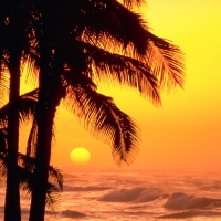 Palms and Waves at Sunset