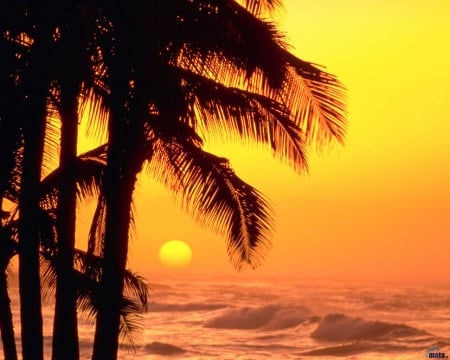 Palms and Waves at Sunset - nature, trees, sunset, sea, palm, waves