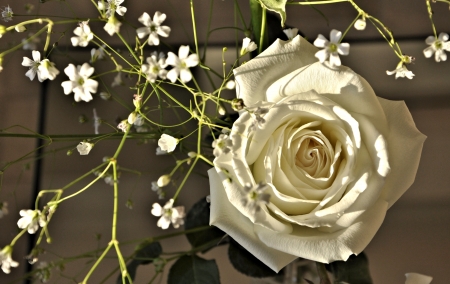 White Rose - Rose, pretty, white, Flower