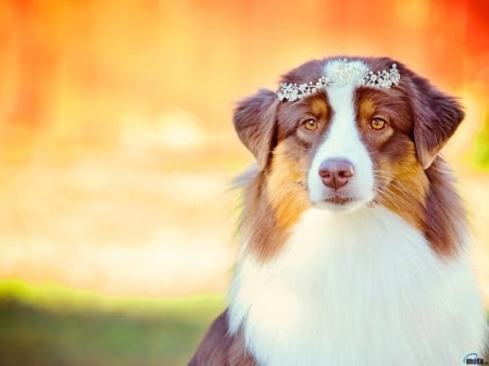 Australian Shepherd - dog, animal, shepherd, aussie dog