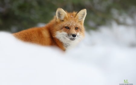 Red fox - winter, red fox, forest, snow