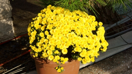 Chrysanthemum - 3840x2160, Yellow, Flowers, Chrome Yellow, Jaune Brillant, 4K, Flower, Chrysanthemum