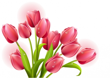 Tulips - white, red, spring, vector, card, flower, tulip