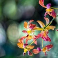 Orchids