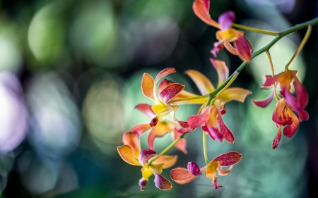 Orchids - bokeh, yellow, green, orchid, flower, pink