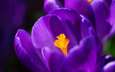 Crocus - close-up, yellow, purple, macro, spring, flower, crocus, pink