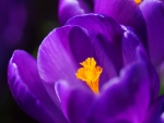 Crocus