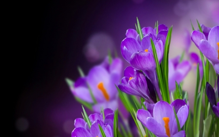 Crocuses - purple, spring, flower, crocus, pink