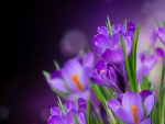 Crocuses