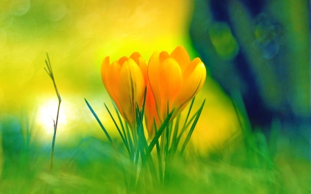 Crocuses - crocus, yellow, green, flower, spring