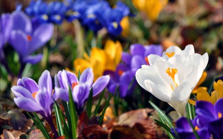 Crocuses - white, flower, purple, spring, crocus, blue