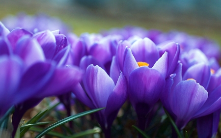 Crocuses - purple, spring, flower, crocus, pink