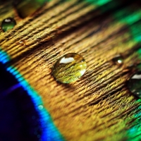 Water drops on a peacock feather