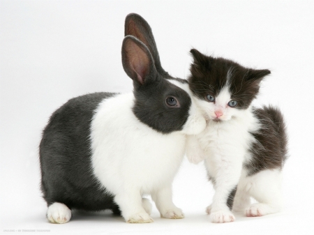 A kiss for a friend - rabbit, bunny, cat, easter, black, pisica, white, animal, kitten, cute, kiss, couple