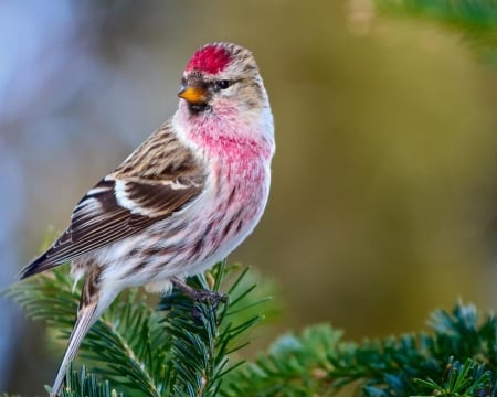 Common Redpoll on a Branch - bird, redpoll, branch, animal