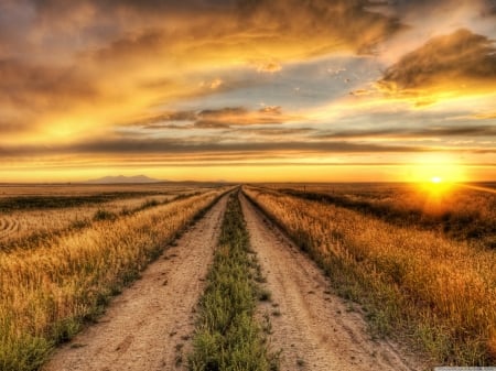 Country Road - nature, landscape, sunset, road, country