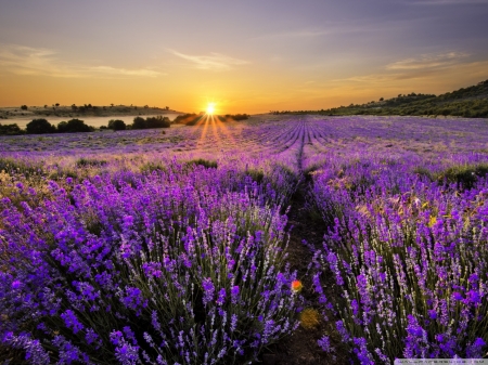 Sunrise in the field of lavander - nature, splendor, sunset, field, sunrise, lavander