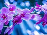 Violet flowers with bokeh