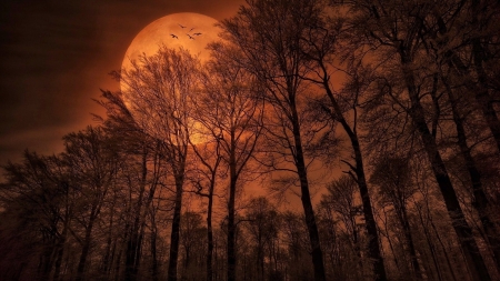 â€¢áƒ¦âœ¿áƒ¦â€¢ - moon, forest, nature, night