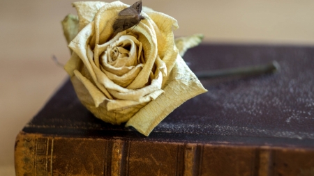 Rose - flower, book, petals, rose