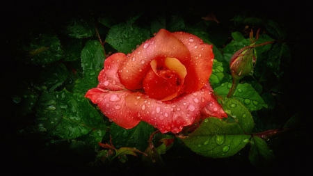 Beautiful Rose - flower, petals, nature, rose