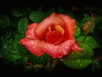 Beautiful Rose