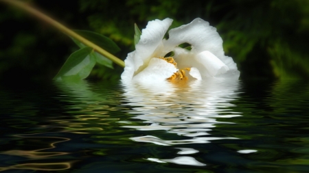 Beautiful Flower - white, nature, water, flower