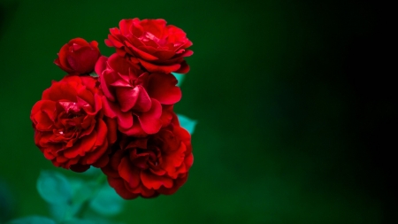 Red Roses - flowers, red, roses, nature