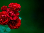 Red Roses