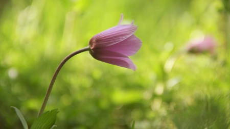 Beautiful Flower - flower, petals, nature, plant